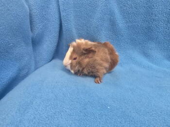 Rescue Guinea Pig Guinea Pigs for Adoption in Baton Rouge, Louisiana - Dean (hold) | PetCurious